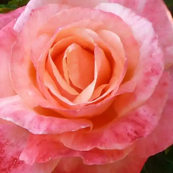 Trandafiri online - Roz - trandafir teahibrid - trandafir cu parfum discret - Rosa Silver Jubilee - Anne G. Cocker - ,-